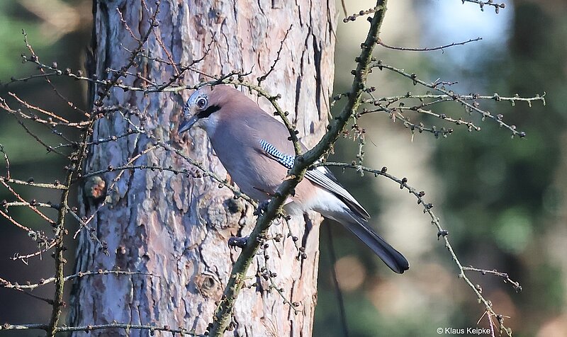 Eichelhäher, der Wächter des Waldes. Foto: NABU Krefeld/Viersen Klaus Keipke