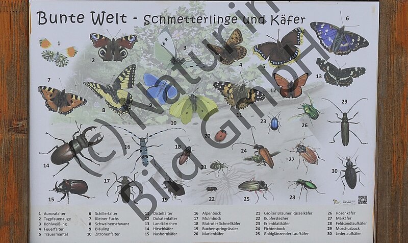 Infotafel Schmetterlinge im Schlosspark Neersen. Foto: NABU Willich