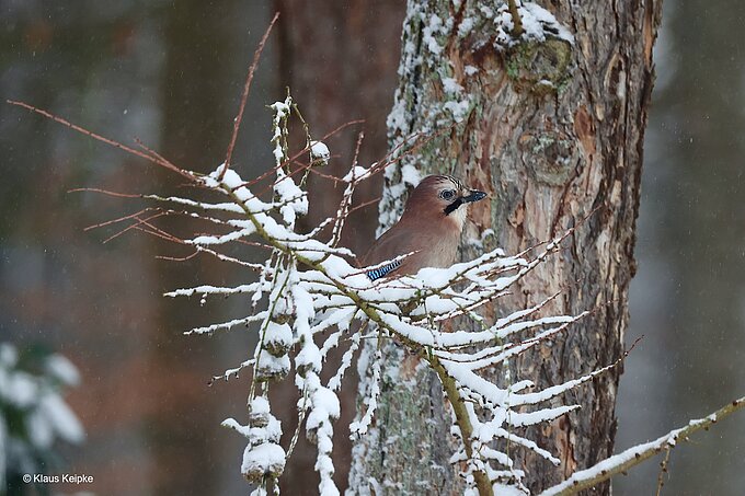 Eichelhäher, Foto: NABU Willich Klaus Keipke