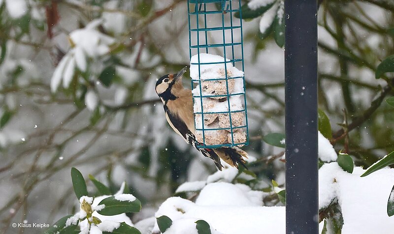Buntspecht, Foto: Klaus Keipke