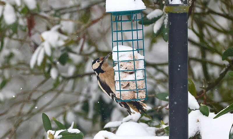 Buntspecht. Foto: NABU Willich Klaus Keipke